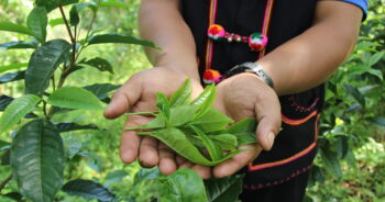 แปลงวนเกษตรสวนชา